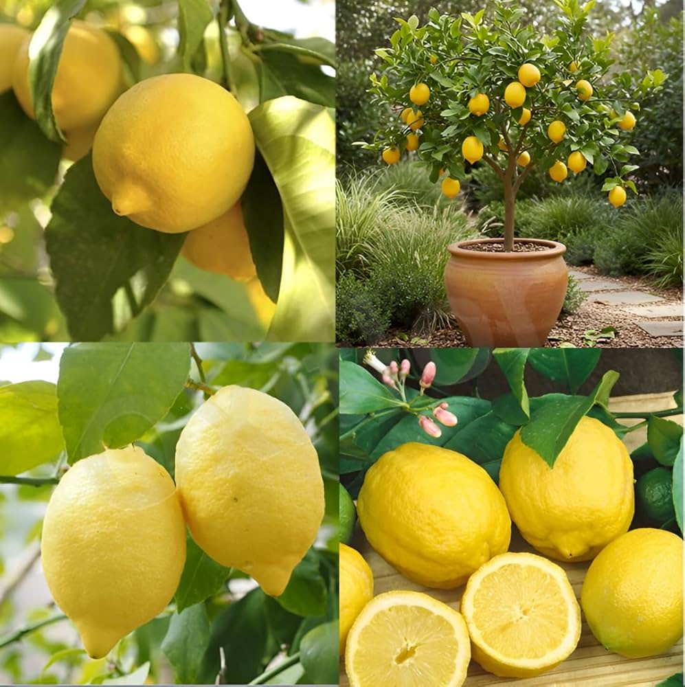 Frost Eureka Lemon Plant Live Nimbu Tree Kagzi Lemon Citrus Limon Fruit Plant