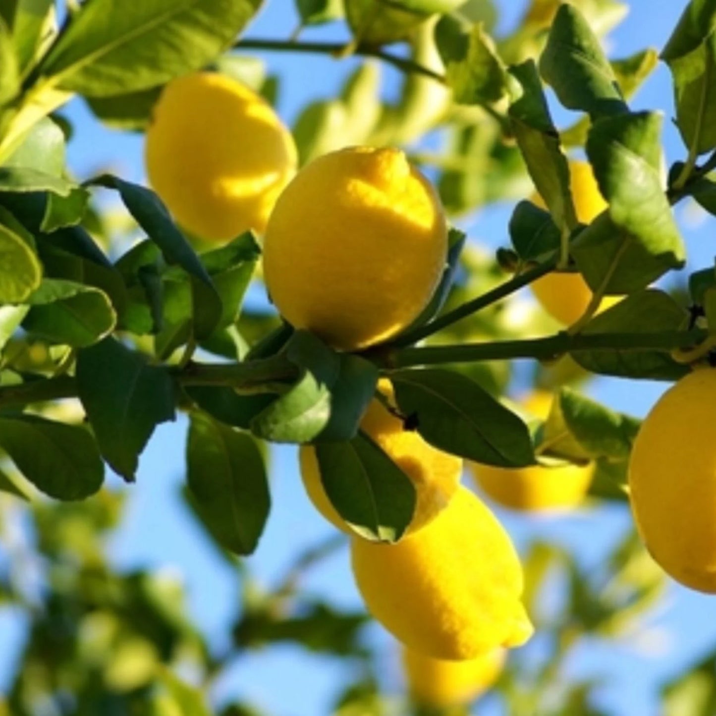 Frost Eureka Lemon Plant Live Nimbu Tree Kagzi Lemon Citrus Limon Fruit Plant
