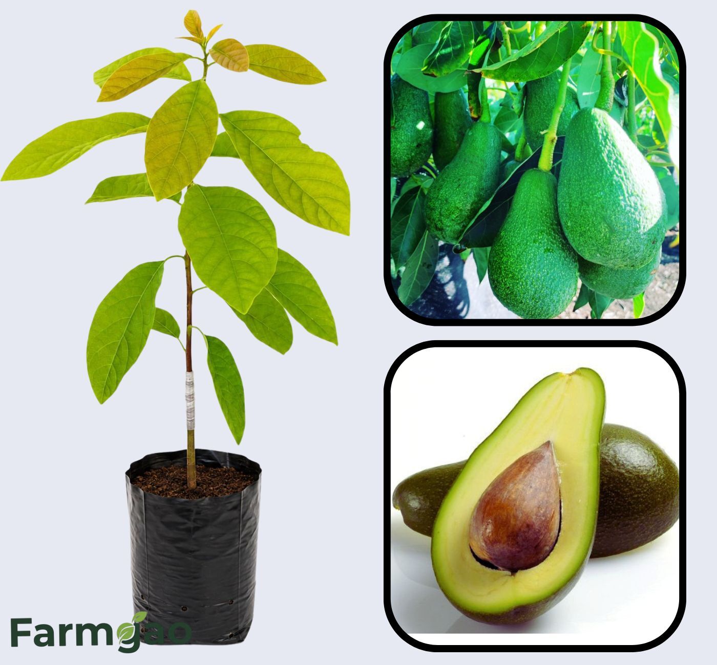 Fuerte Avocado Grafted Healthy Fruit Plant
