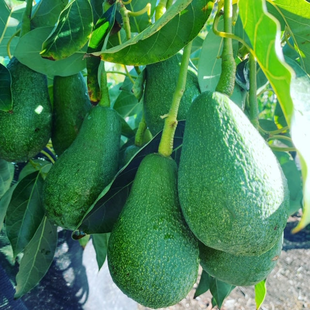 Fuerte Avocado Grafted Healthy Fruit Plant