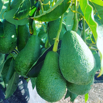 Fuerte Avocado Grafted Healthy Fruit Plant