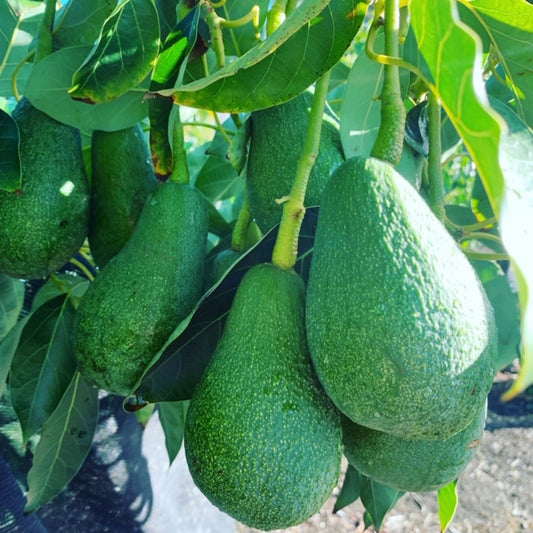 Fuerte Avocado Grafted Healthy Fruit Plant