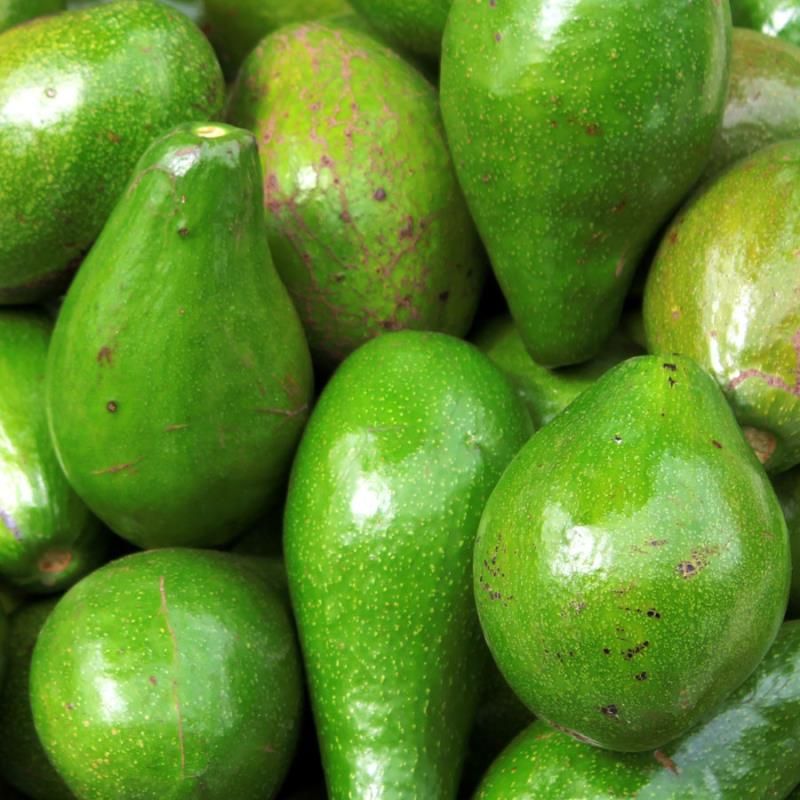 Fuerte Avocado Grafted Healthy Fruit Plant