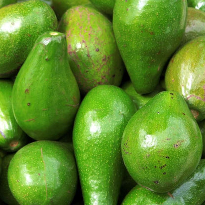 Fuerte Avocado Grafted Healthy Fruit Plant