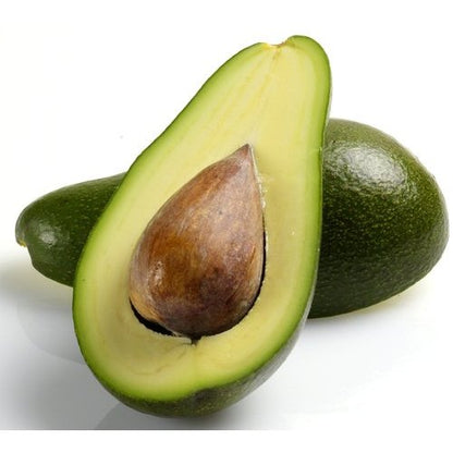 Fuerte Avocado Grafted Healthy Fruit Plant