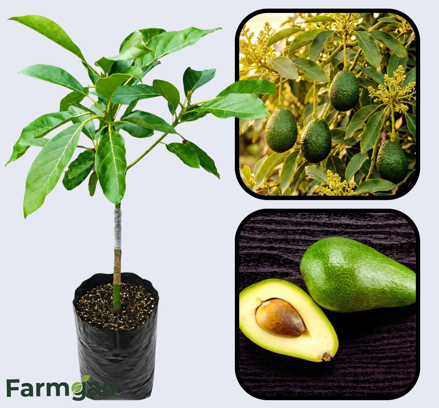 Fuerte (Mexican × Guatemalan) Avocado Grafted Healthy Fruit Plant