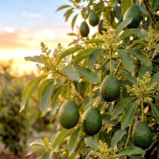 Fuerte (Mexican × Guatemalan) Avocado Grafted Healthy Fruit Plant