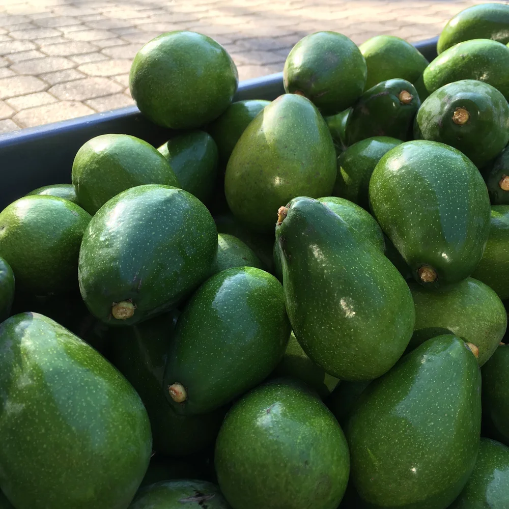 Fuerte (Mexican × Guatemalan) Avocado Grafted Healthy Fruit Plant