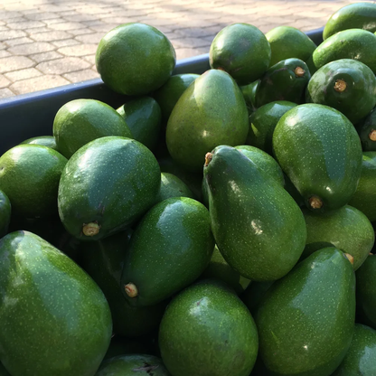 Fuerte (Mexican × Guatemalan) Avocado Grafted Healthy Fruit Plant