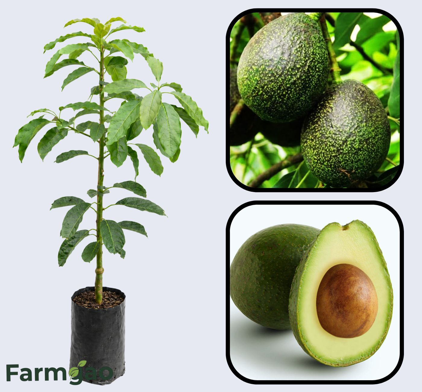 GEM Avocado Grafted Healthy Fruit Plant
