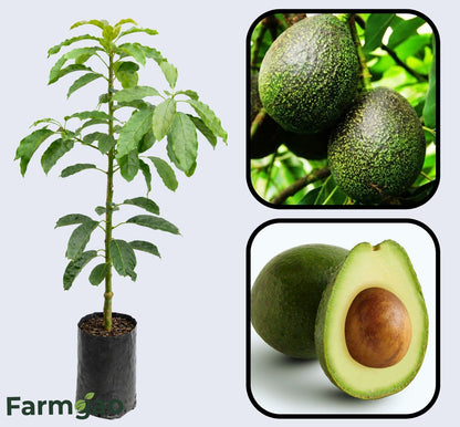 GEM Avocado Grafted Healthy Fruit Plant
