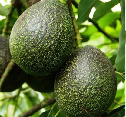 GEM Avocado Grafted Healthy Fruit Plant