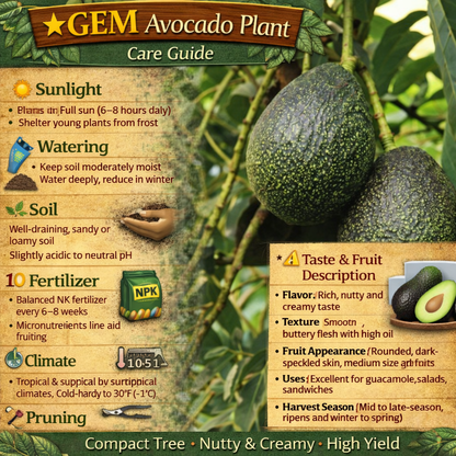 GEM Avocado Grafted Healthy Fruit Plant