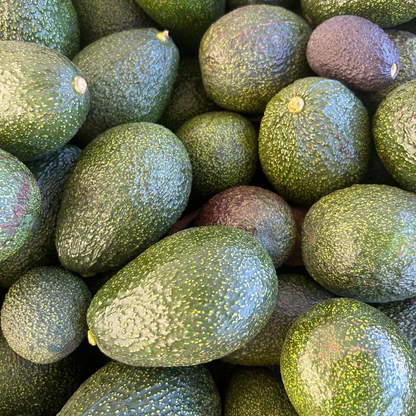 GEM Avocado Grafted Healthy Fruit Plant