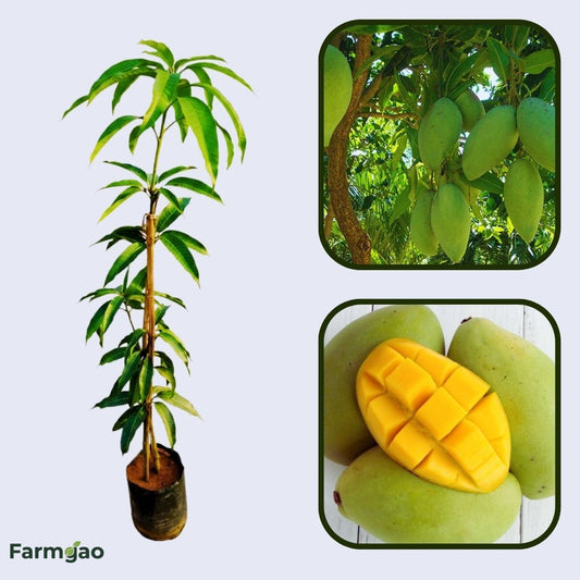 Gaew Mango Aam Grafted Healthy Fruit Plant