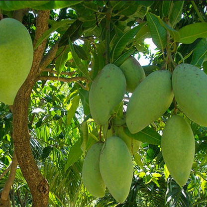 Gaew Mango Aam Grafted Healthy Fruit Plant