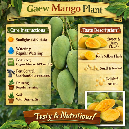 Gaew Mango Aam Grafted Healthy Fruit Plant