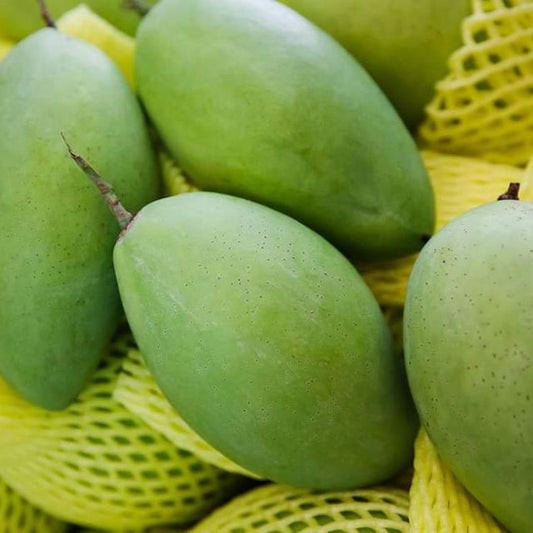Gaew Mango Aam Grafted Healthy Fruit Plant