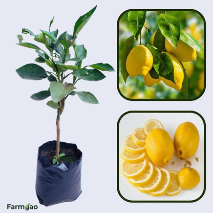 Galgal (Hill Lemon) Plant Live Nimbu Tree Kagzi Lemon Citrus Limon Fruit Plant