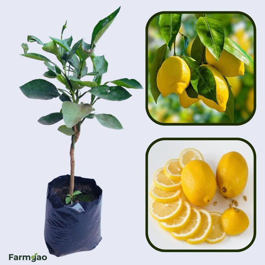 Galgal (Hill Lemon) Plant Live Nimbu Tree Kagzi Lemon Citrus Limon Fruit Plant