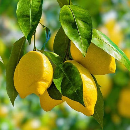 Galgal (Hill Lemon) Plant Live Nimbu Tree Kagzi Lemon Citrus Limon Fruit Plant