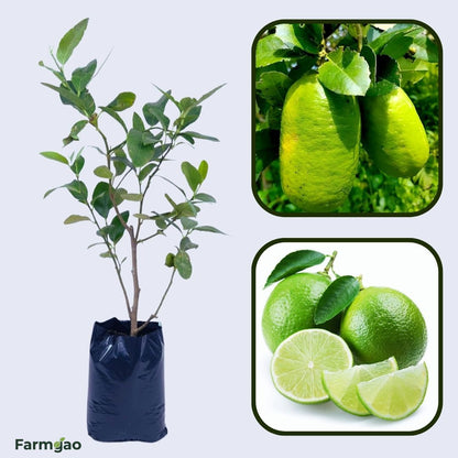 Gandharaj Lemon (Gondhoraj Lebu) Plant Live Nimbu Tree Kagzi Lemon Citrus Limon Fruit Plant