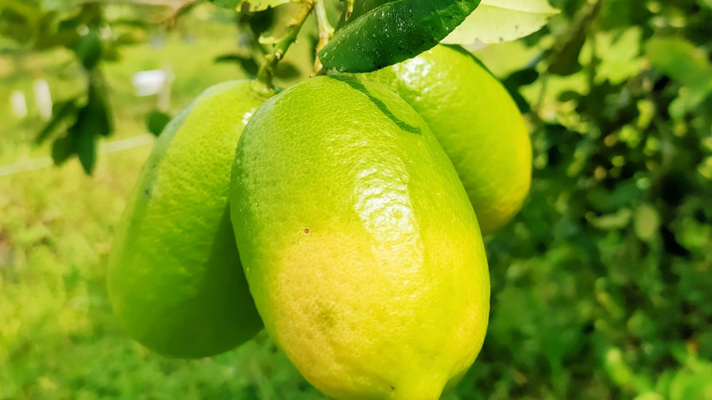Gandharaj Lemon (Gondhoraj Lebu) Plant Live Nimbu Tree Kagzi Lemon Citrus Limon Fruit Plant