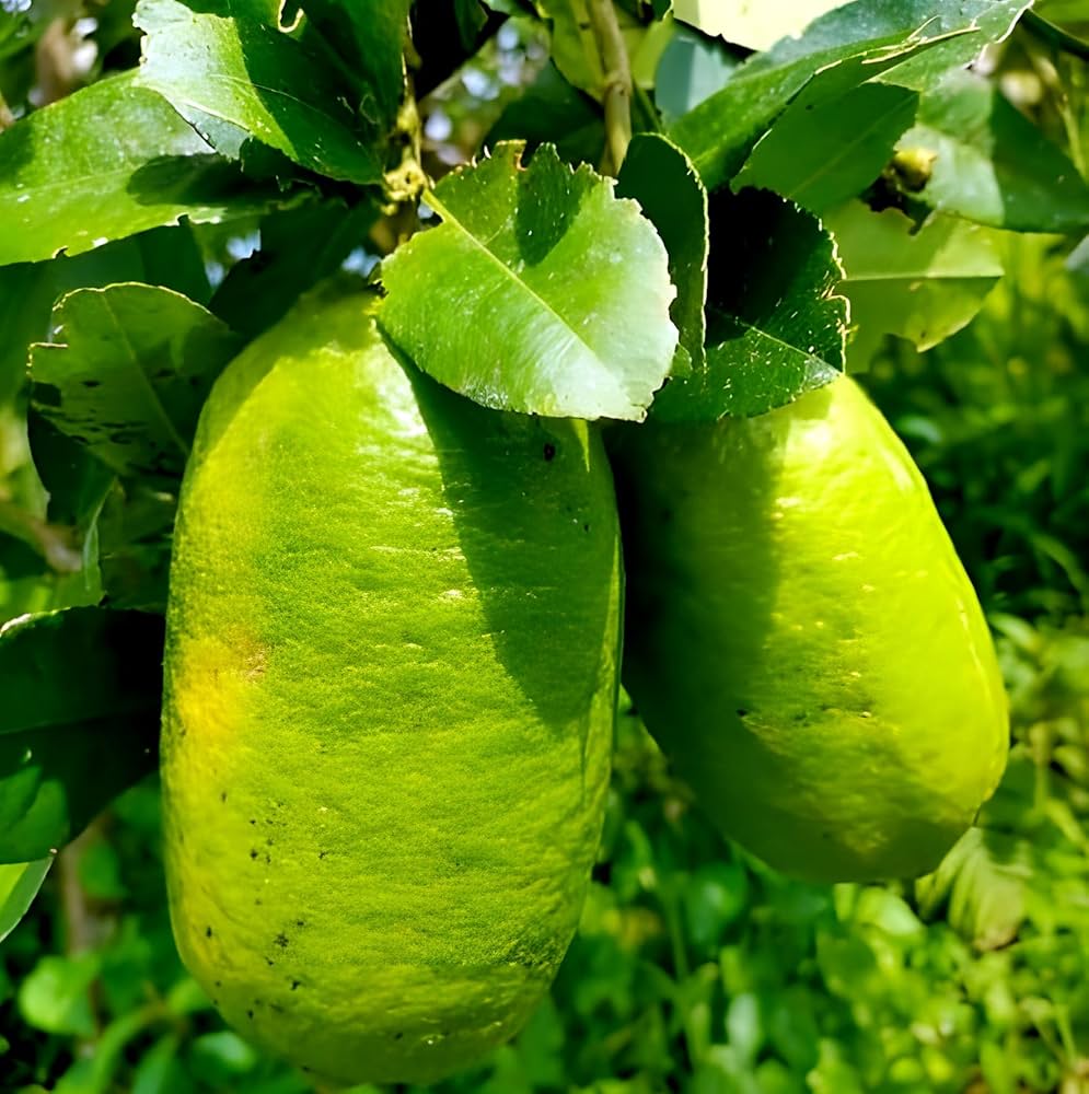 Gandharaj Lemon (Gondhoraj Lebu) Plant Live Nimbu Tree Kagzi Lemon Citrus Limon Fruit Plant