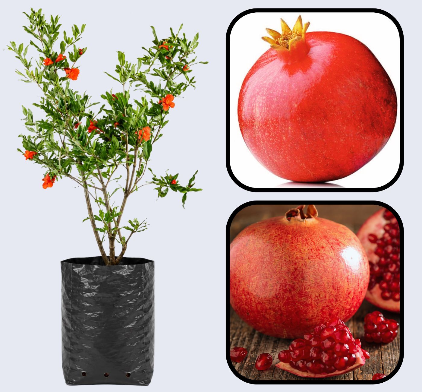 Ganesh Pomegranate Grafted Fruit Plant – High Yielding Sweet Juicy Anar Tree Variety