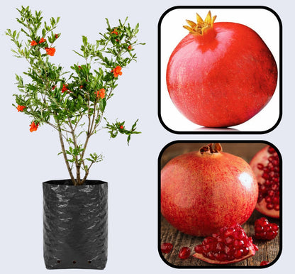 Ganesh Pomegranate Grafted Fruit Plant – High Yielding Sweet Juicy Anar Tree Variety