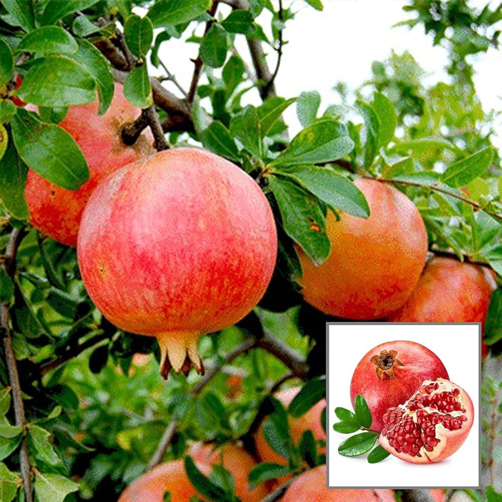 Ganesh Pomegranate Grafted Fruit Plant – High Yielding Sweet Juicy Anar Tree Variety