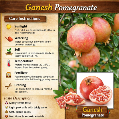 Ganesh Pomegranate Grafted Fruit Plant – High Yielding Sweet Juicy Anar Tree Variety