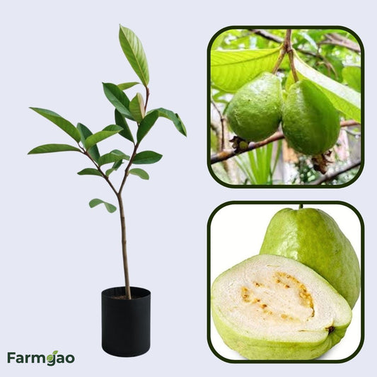 Ganga White Guava Air Layered Healthy Fruit Plant
