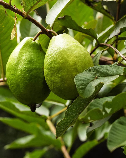 Ganga White Guava Air Layered Healthy Fruit Plant