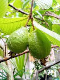 Ganga White Guava Air Layered Healthy Fruit Plant