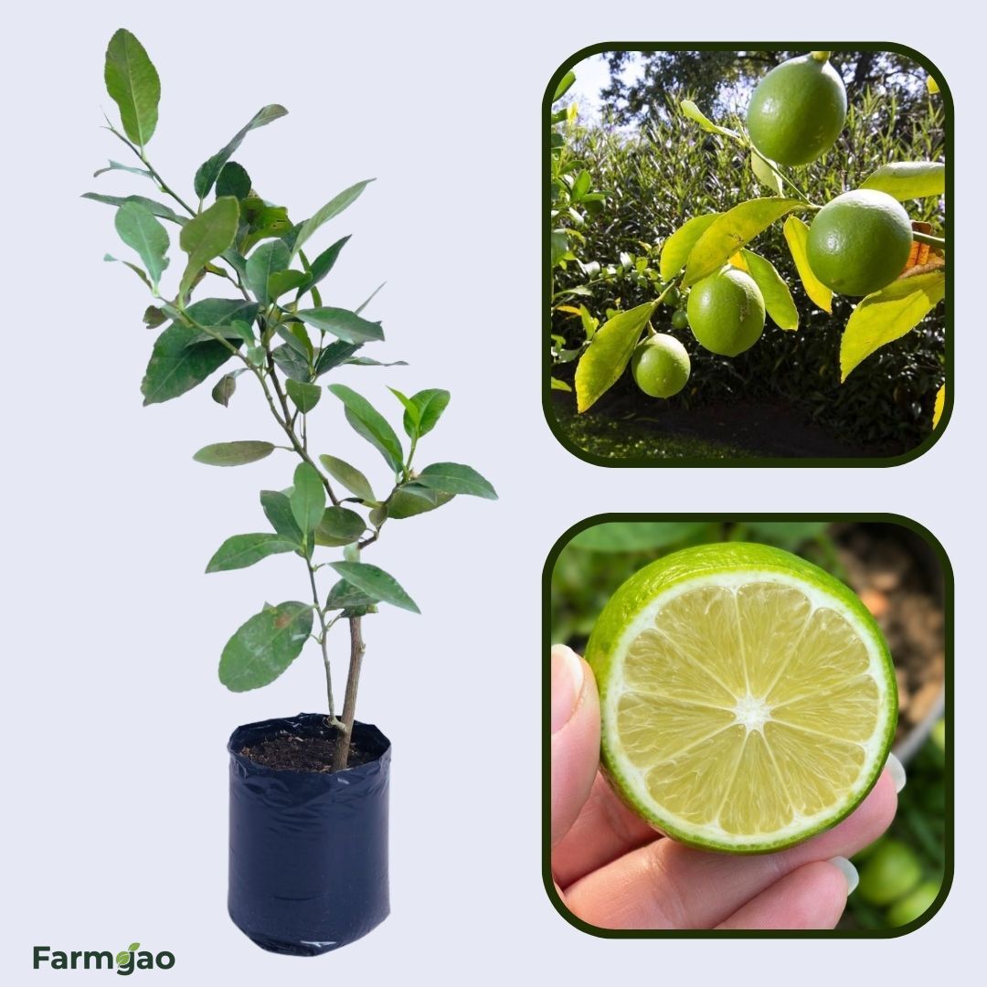 Garden Lemon Plant Live Nimbu Tree Kagzi Lemon Citrus Limon Fruit Plant