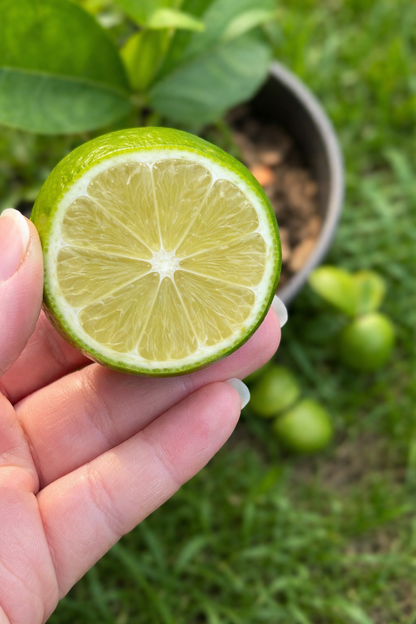 Garden Lemon Plant Live Nimbu Tree Kagzi Lemon Citrus Limon Fruit Plant
