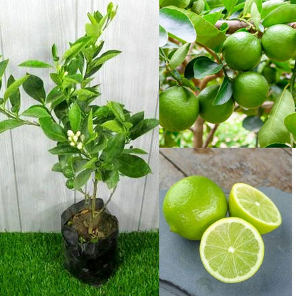 Garden Lemon Plant Live Nimbu Tree Kagzi Lemon Citrus Limon Fruit Plant
