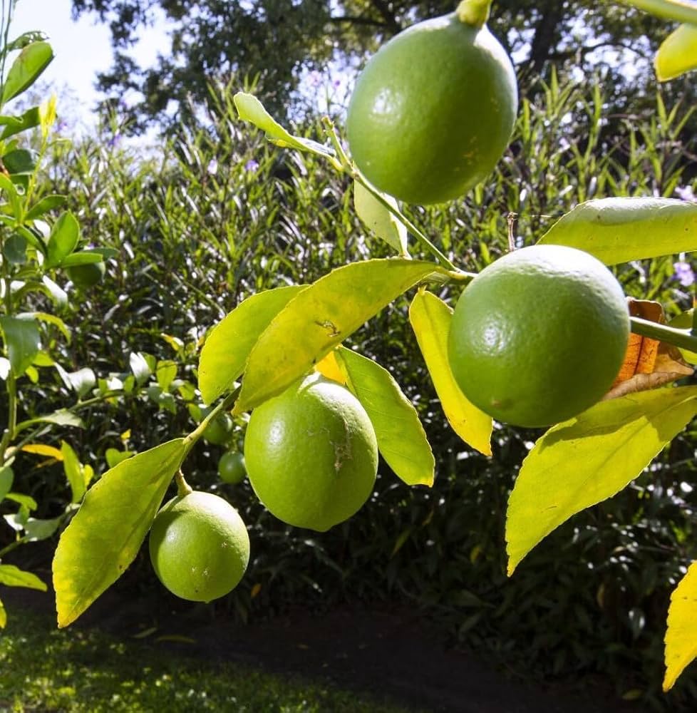 Garden Lemon Plant Live Nimbu Tree Kagzi Lemon Citrus Limon Fruit Plant