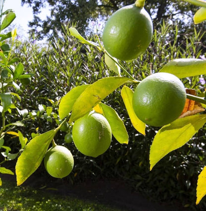 Garden Lemon Plant Live Nimbu Tree Kagzi Lemon Citrus Limon Fruit Plant