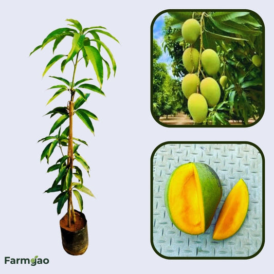 Gary Mango Aam Grafted Healthy Fruit Plant