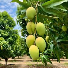 Gary Mango Aam Grafted Healthy Fruit Plant