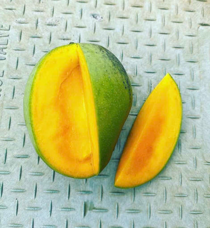 Gary Mango Aam Grafted Healthy Fruit Plant