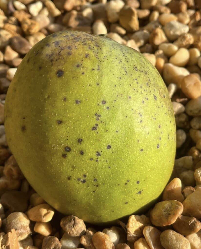 Gary Mango Aam Grafted Healthy Fruit Plant