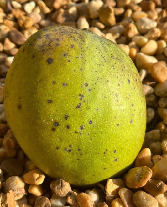Gary Mango Aam Grafted Healthy Fruit Plant