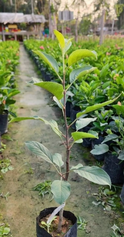 HRMN-99 Hot Climate Grafted Apple Plant