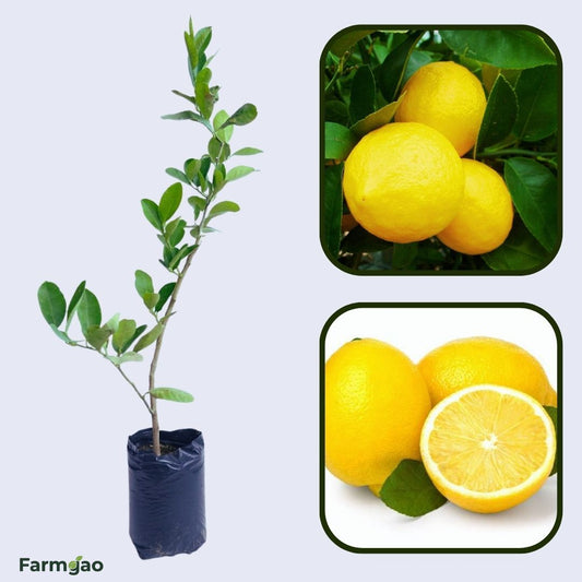 Genoa Lemon Plant Live Nimbu Tree Kagzi Lemon Citrus Limon Fruit Plant