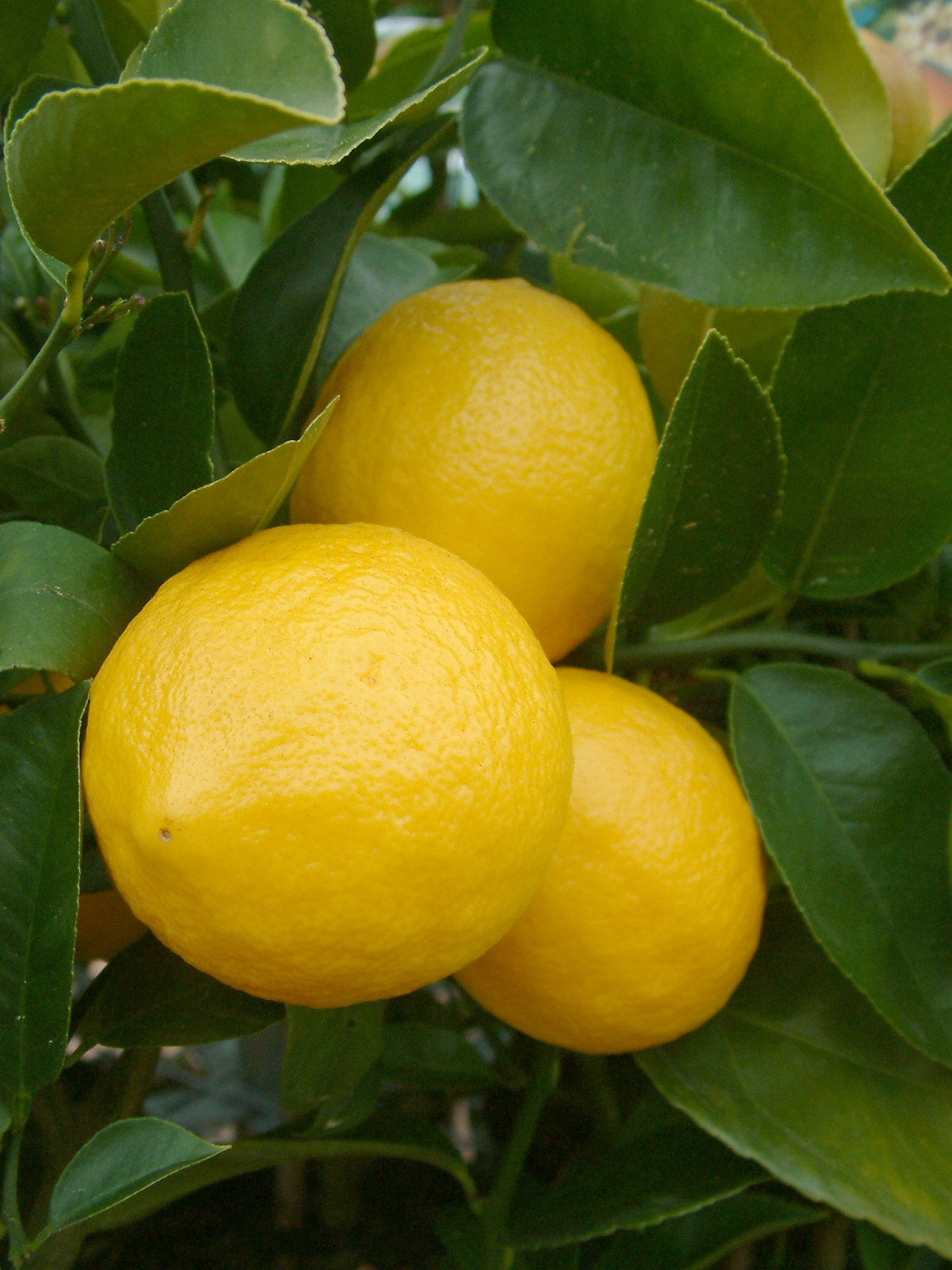 Genoa Lemon Plant Live Nimbu Tree Kagzi Lemon Citrus Limon Fruit Plant