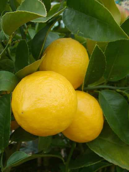 Genoa Lemon Plant Live Nimbu Tree Kagzi Lemon Citrus Limon Fruit Plant