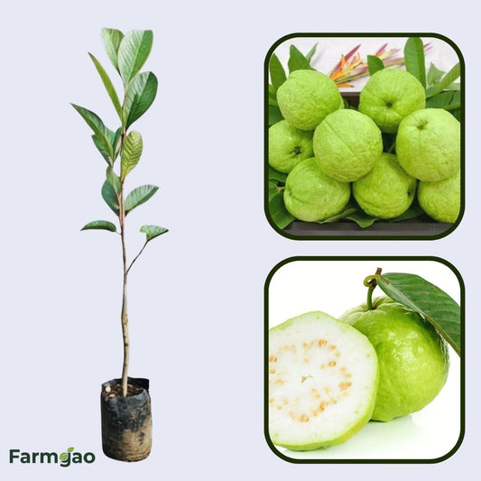 Ghana White Guava Air Layered Healthy Fruit Plant